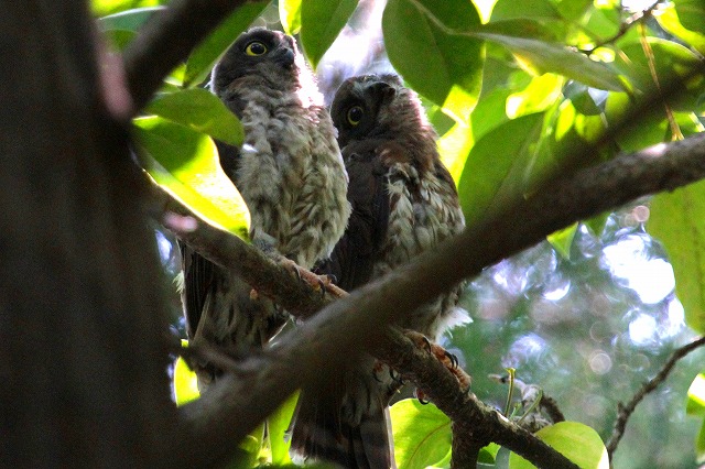 アオバズクの雛その九