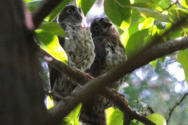 アオバズクの雛その九