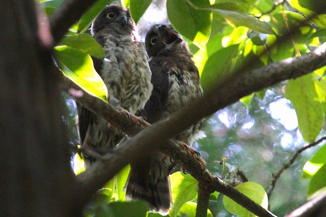 アオバズクの雛その九