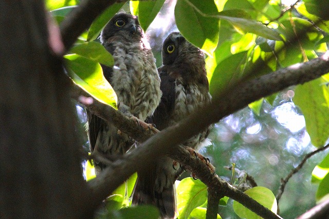 アオバズクの雛その九