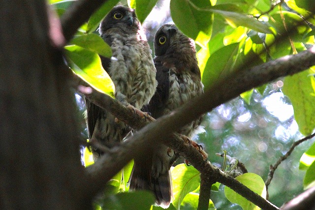 アオバズクの雛その九