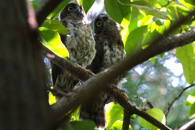 アオバズクの雛その九