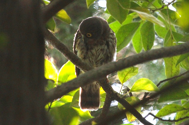 アオバズクの雛その一