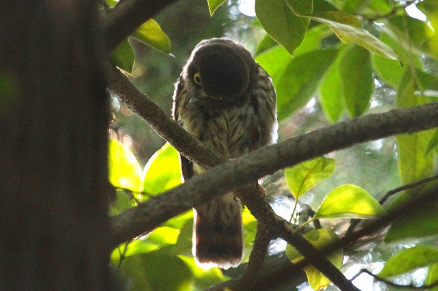 アオバズクの雛その一