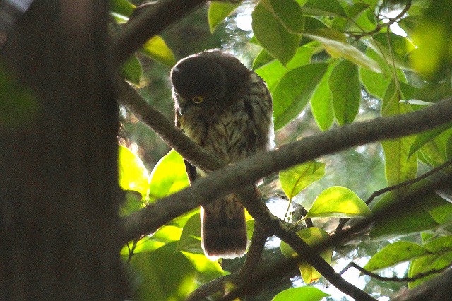 アオバズクの雛その一