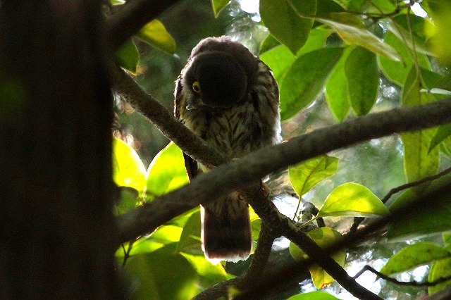 アオバズクの雛その一