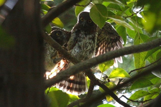 アオバズクの雛その二