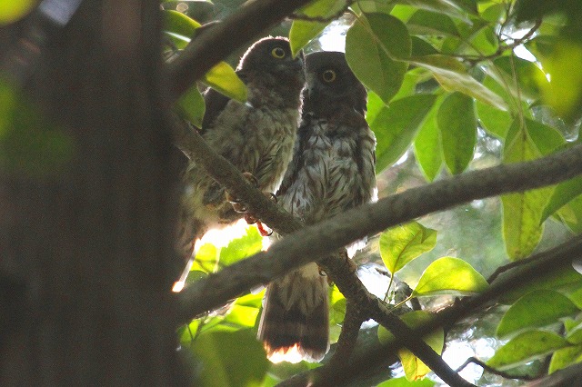 アオバズクの雛その二
