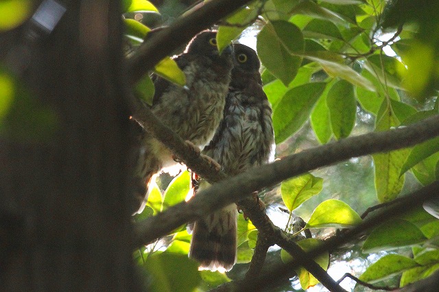 アオバズクの雛その二