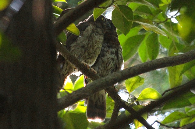 アオバズクの雛その二