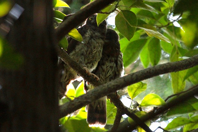アオバズクの雛その二