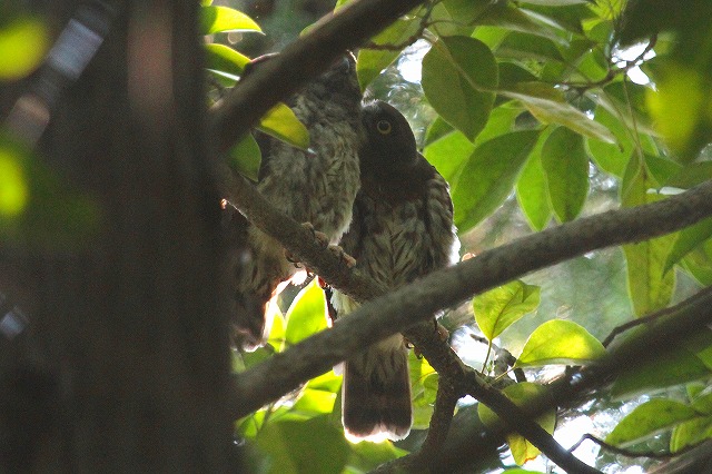 アオバズクの雛その二