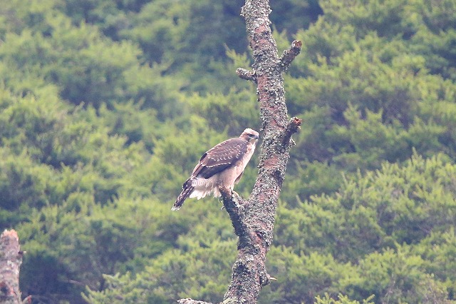 別固体クマタカ若鳥その八