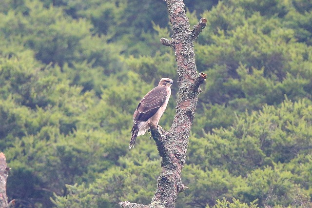 別固体クマタカ若鳥その八