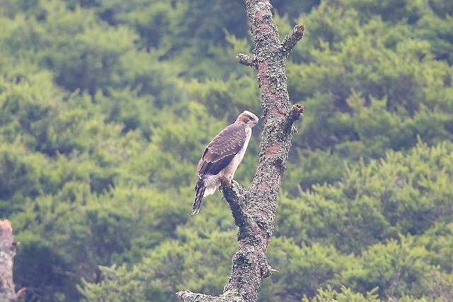 別固体クマタカ若鳥その八
