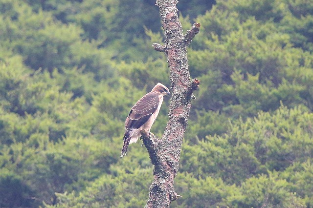 別固体クマタカ若鳥その八