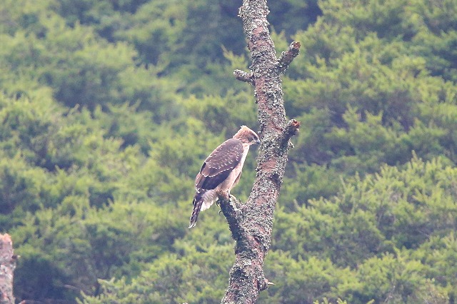 別固体クマタカ若鳥その八