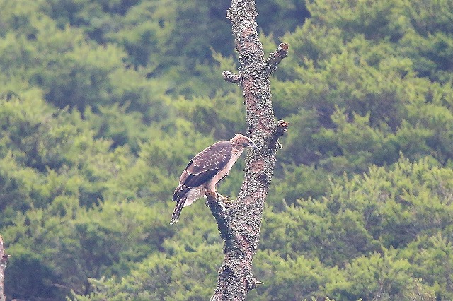 別固体クマタカ若鳥その八
