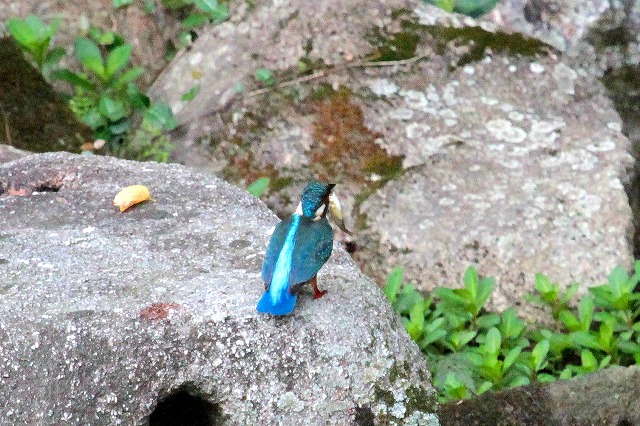 カワセミ