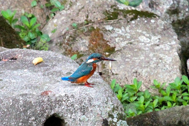 カワセミ