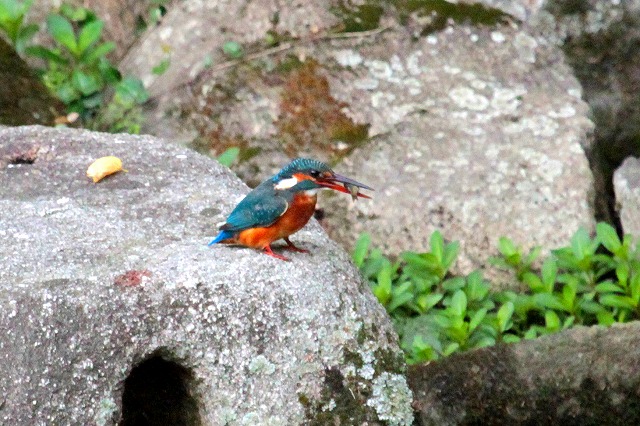カワセミ