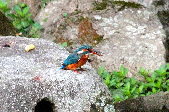 カワセミ