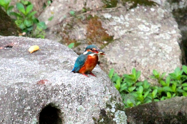 カワセミ