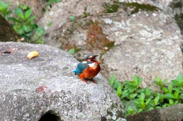 カワセミ