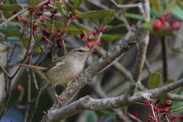 EOCẌ