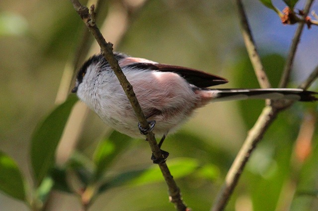 GiK