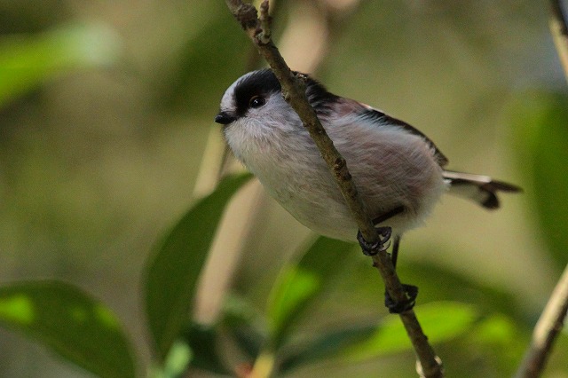 GiK