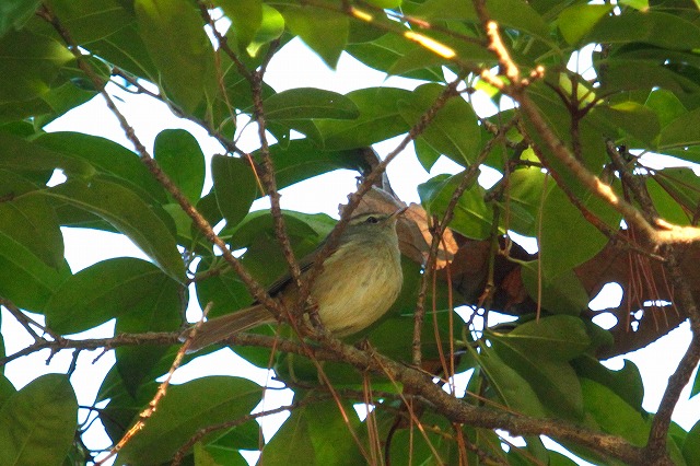 EOCẌ