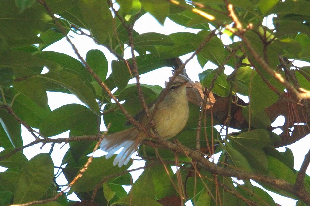 EOCẌ