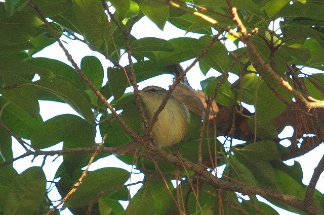 EOCẌ
