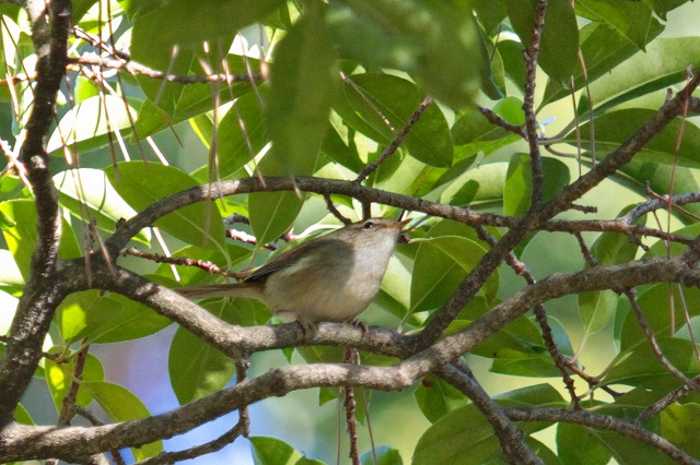 EOCẌ