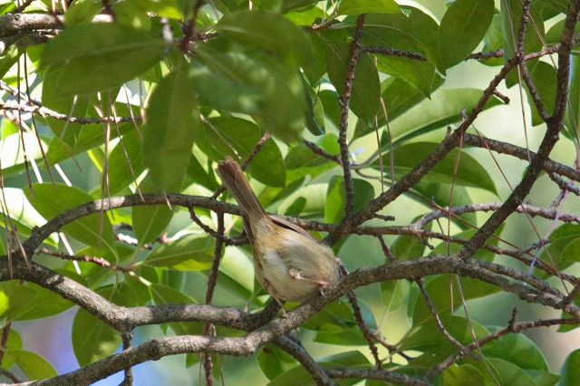 EOCẌ