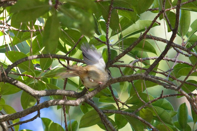 EOCẌ