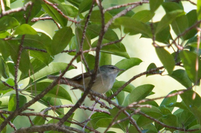 EOCẌ