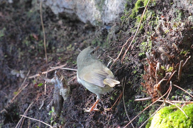 EOCẌ