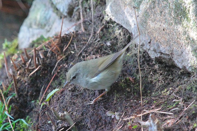 EOCẌ