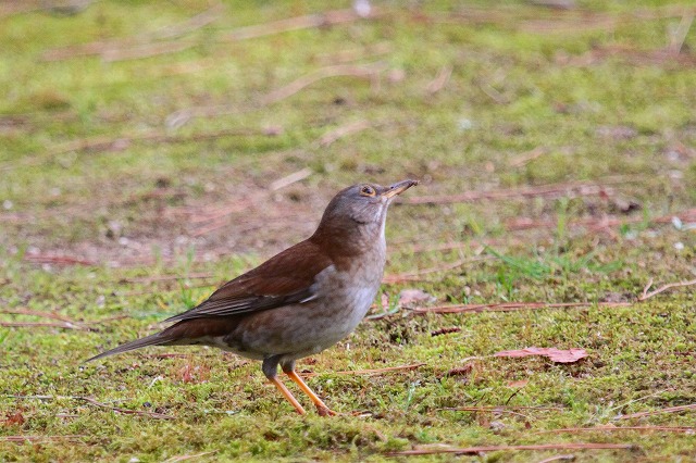 Vn