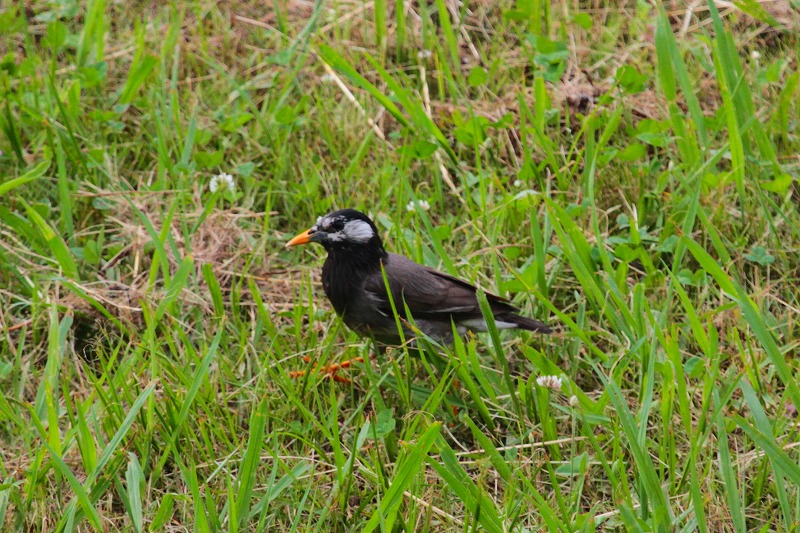 Nh