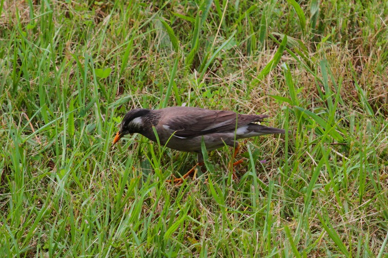 Nh