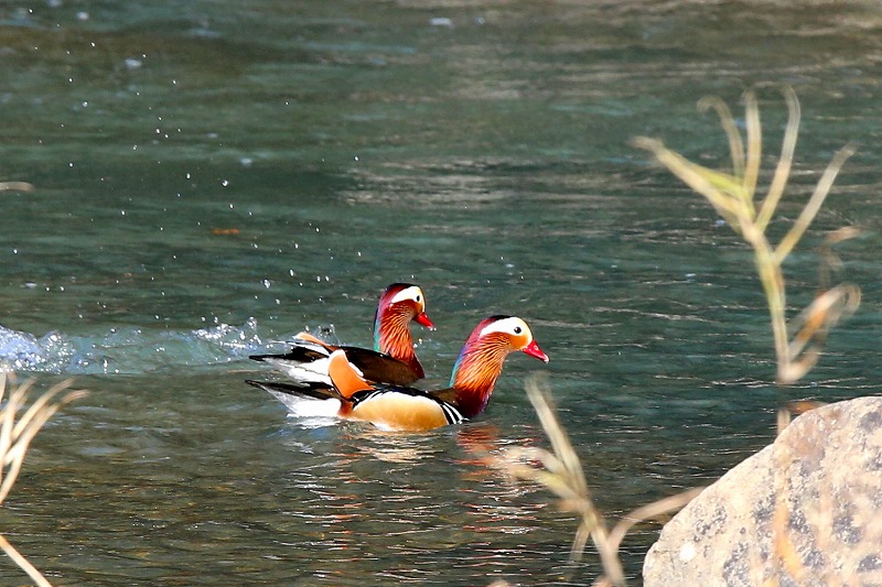 IVȟ