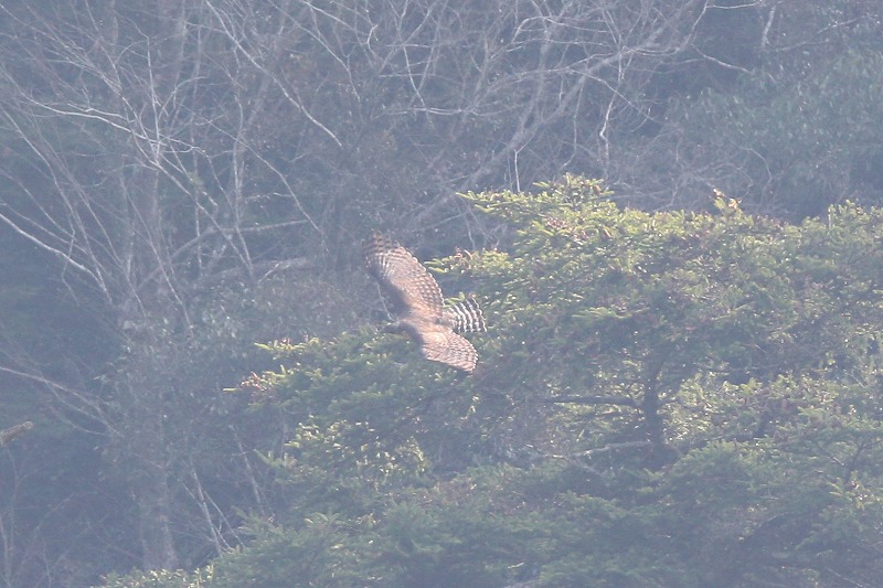 別クマ不明Ⅱその二