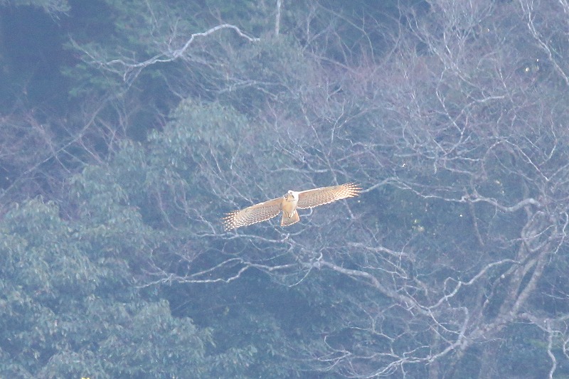 別クマ若鳥その五