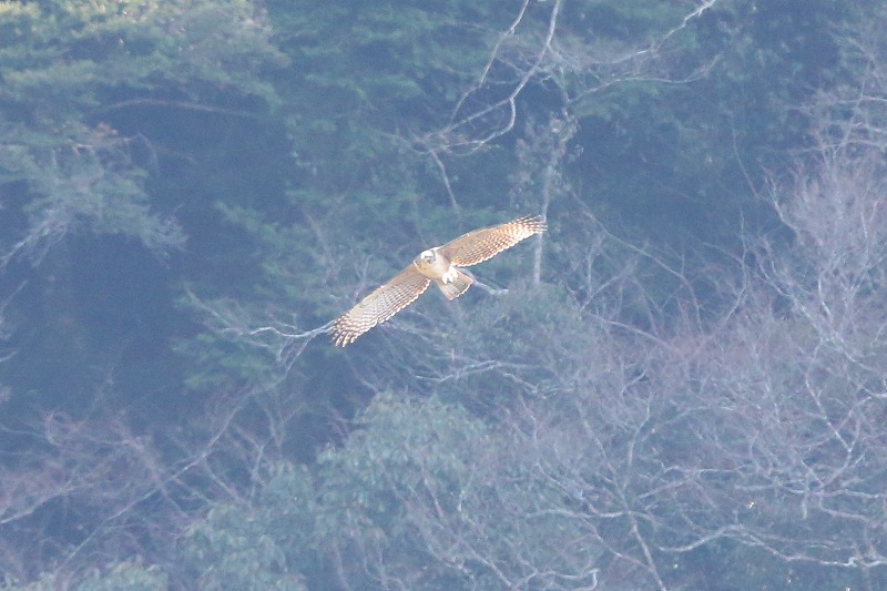 別クマ若鳥その五