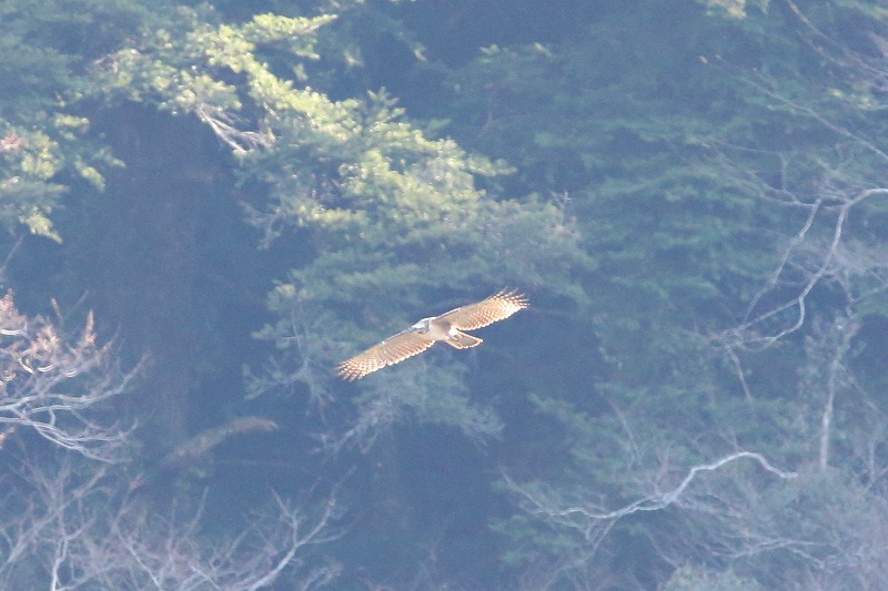 別クマ若鳥その五