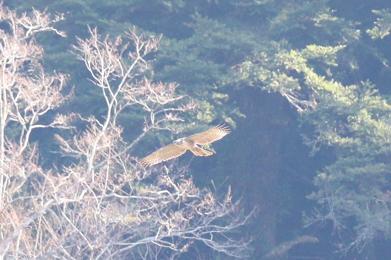 別クマ若鳥その五