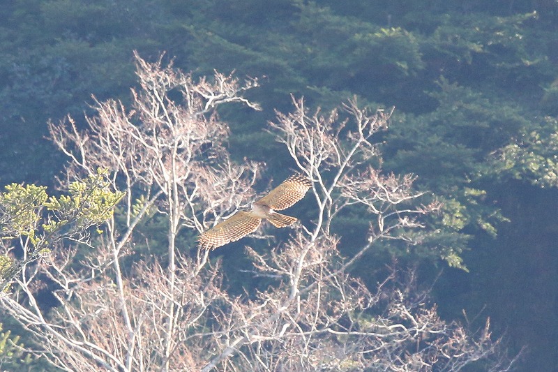別クマ若鳥その五